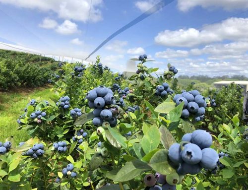 Agricultura de arándanos